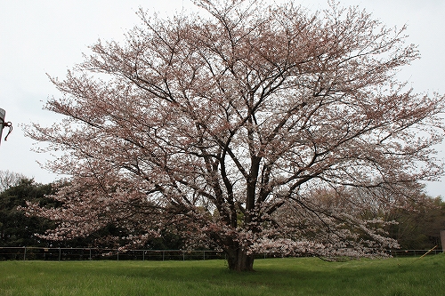 さくら～追いかけて3_e0121110_20391480.jpg