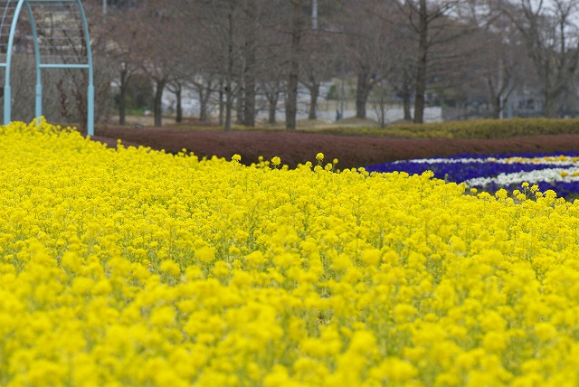 菜の花畑に～_e0132310_835041.jpg