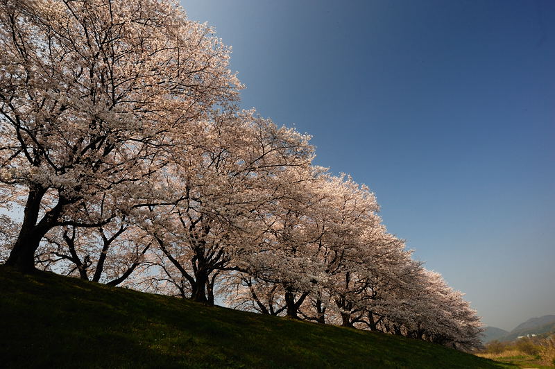 八幡・背割堤の桜並木 其の一_f0032011_16111041.jpg
