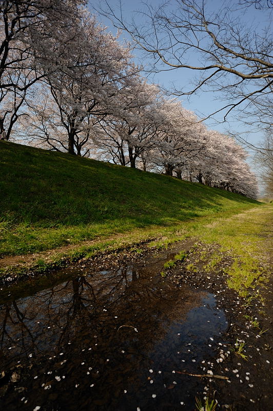 八幡・背割堤の桜並木 其の一_f0032011_16113094.jpg