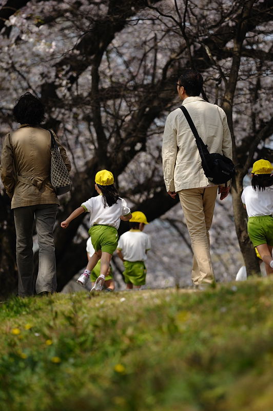 八幡・背割堤の桜並木 其の一_f0032011_16121394.jpg