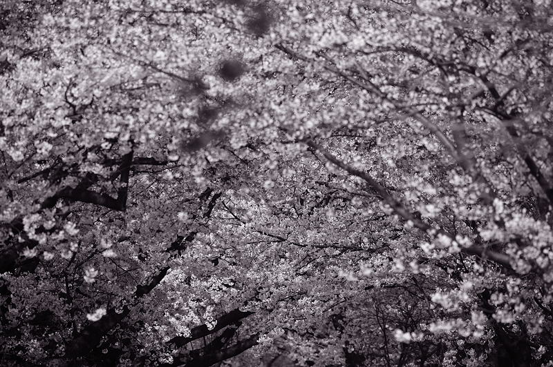 八幡・背割堤の桜並木 其の一_f0032011_1613513.jpg