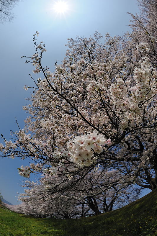 八幡・背割堤の桜並木 其の一_f0032011_16141337.jpg