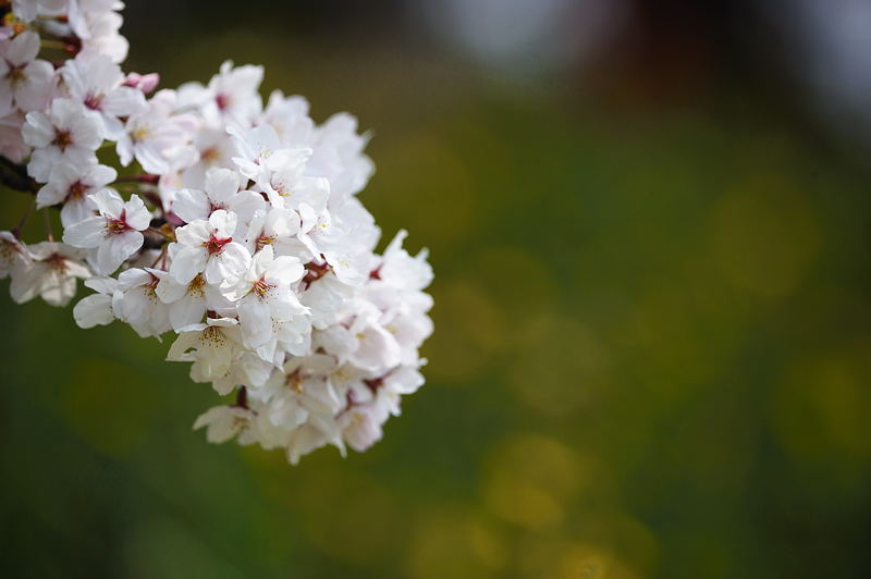 八幡・背割堤の桜並木 其の一_f0032011_16143341.jpg