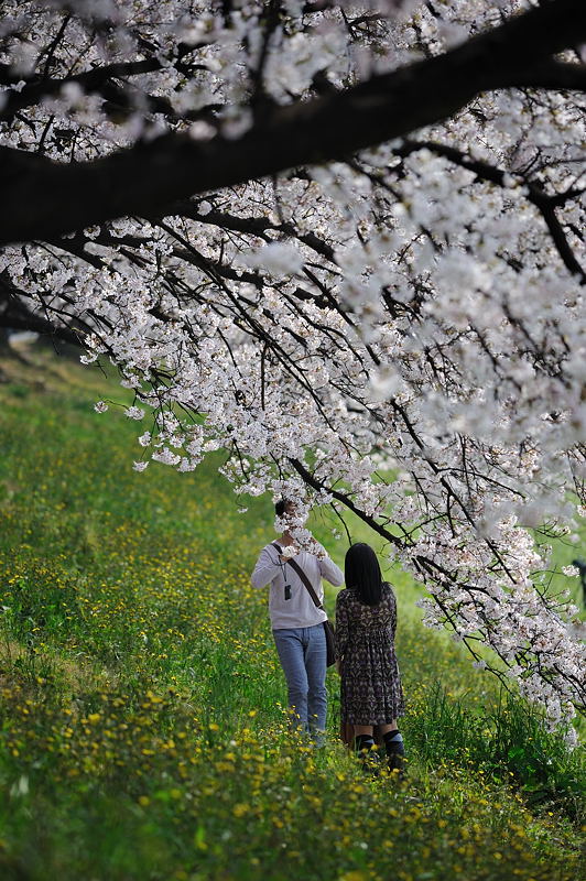 八幡・背割堤の桜並木 其の一_f0032011_1615186.jpg