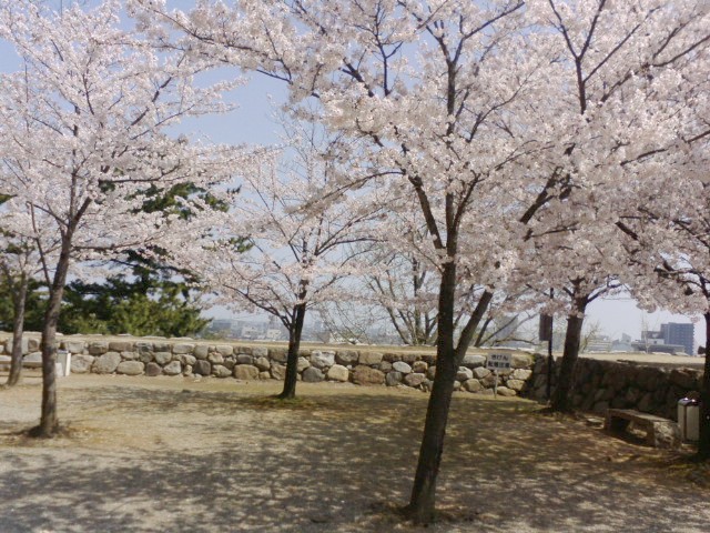 松阪城でお花見_e0099212_20272840.jpg