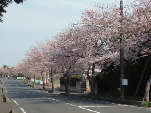 桜は八分＆大損害_a0045817_1615023.jpg