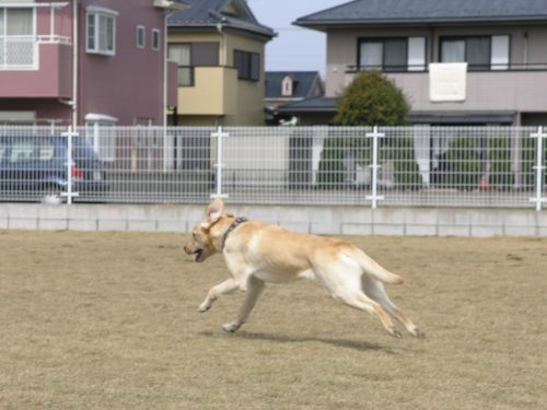 桜は八分＆大損害_a0045817_16185468.jpg