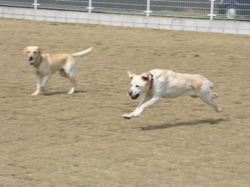 桜は八分＆大損害_a0045817_16193871.jpg