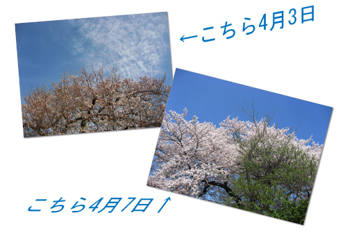 桜とお散歩_e0130218_12144977.jpg