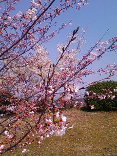 f0083021_1404576.jpg