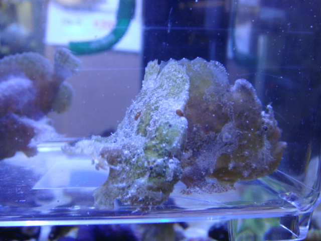 海水魚・サンゴ_f0189122_1214230.jpg