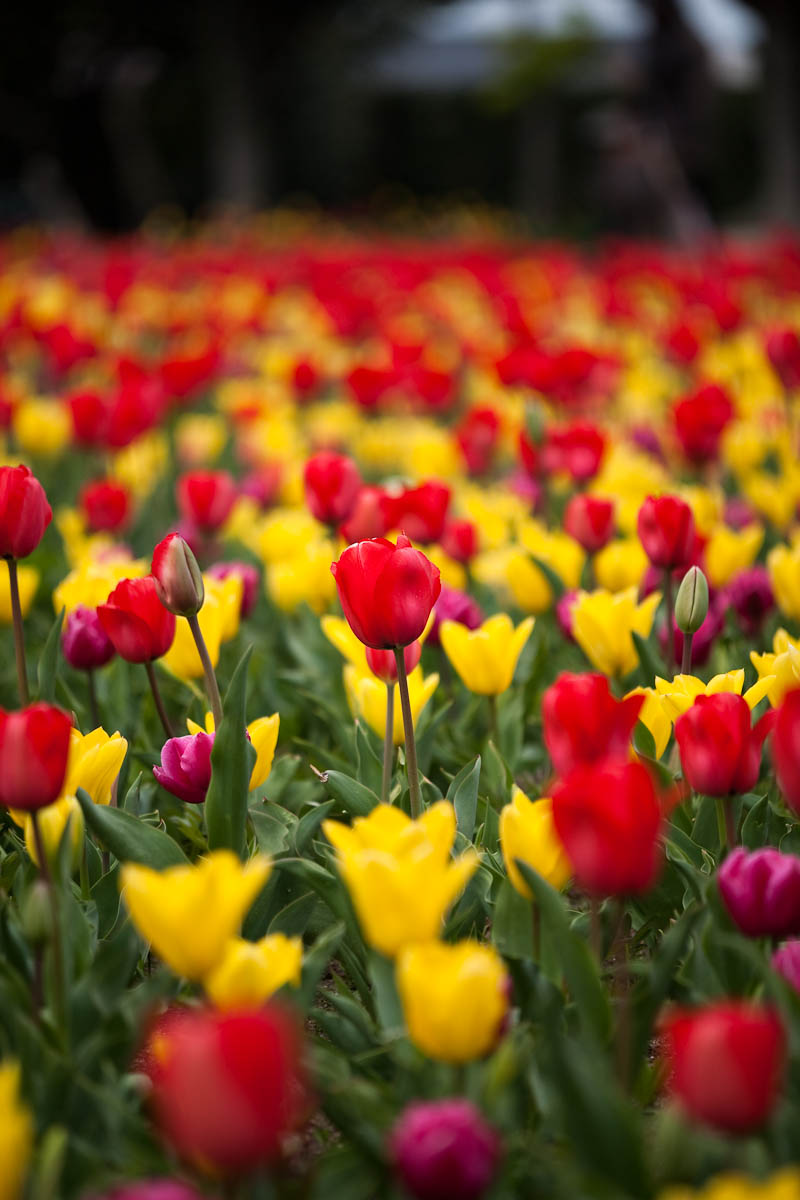 咲いた咲いたチューリップの花が2_c0097723_2145278.jpg