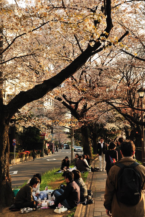 ４月４日に撮影した桜_e0037126_21372151.jpg