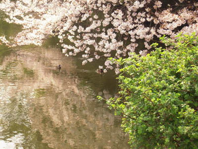 お花見三昧。_a0026127_1874951.jpg