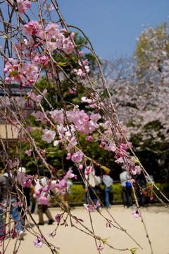 春の動物園_f0151327_2233667.jpg