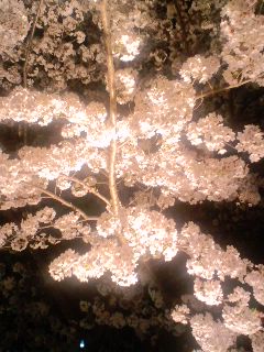 満開の桜。_f0056929_21544385.jpg