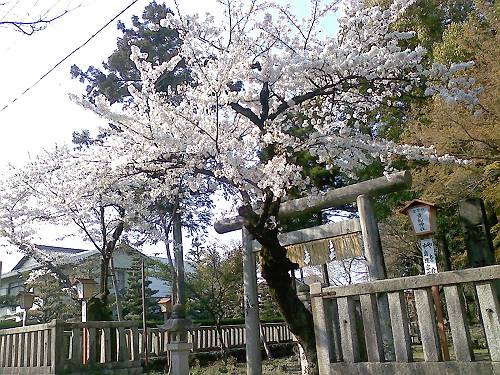 関の桜は、今日満開。_a0026530_19153156.jpg