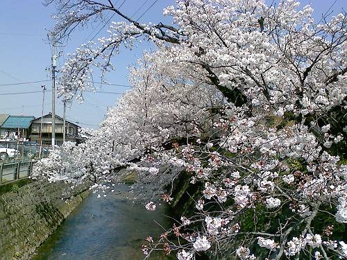 関の桜は、今日満開。_a0026530_19155067.jpg