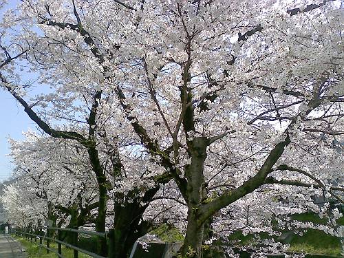 関の桜は、今日満開。_a0026530_19161088.jpg