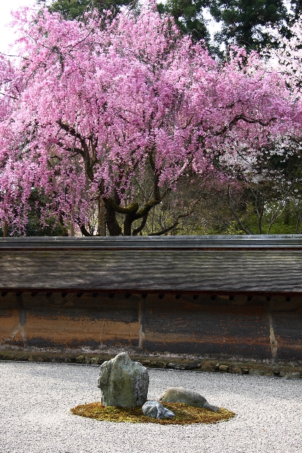 龍安寺の桜_b0169330_22465126.jpg