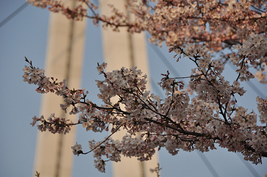 桜_b0169630_02778.jpg