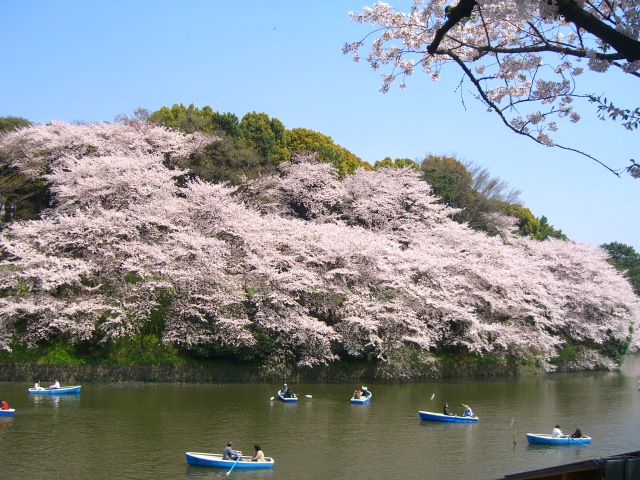 千鳥が淵からコンニチハ。_b0157532_16501156.jpg