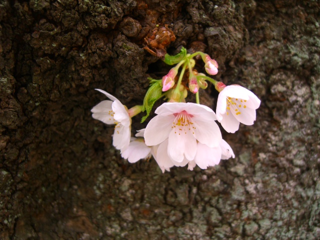 千鳥が淵からコンニチハ。_b0157532_16573557.jpg