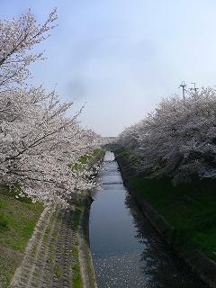 塩ラーメン＆桜。。。_c0150632_2147387.jpg