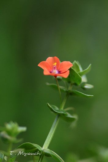 f0005733_20425381.jpg