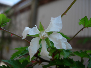 木イチゴの花_e0097534_1036182.jpg