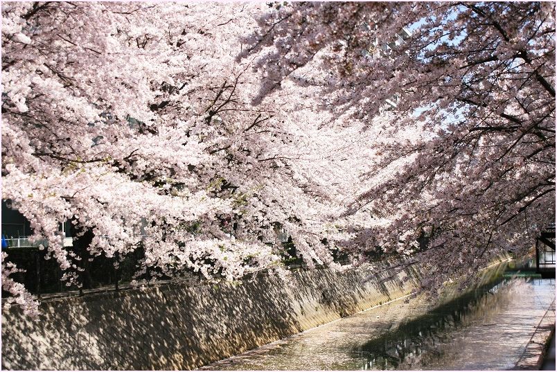 伝右川の水面に散った桜_e0052135_1985948.jpg