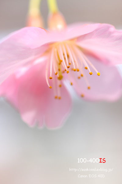 《花》　桜（河津桜）2　50mmマクロ　（振興センター）_c0080036_239737.jpg