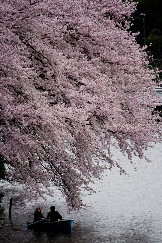 桜の季節　（後編） _f0055239_21502713.jpg