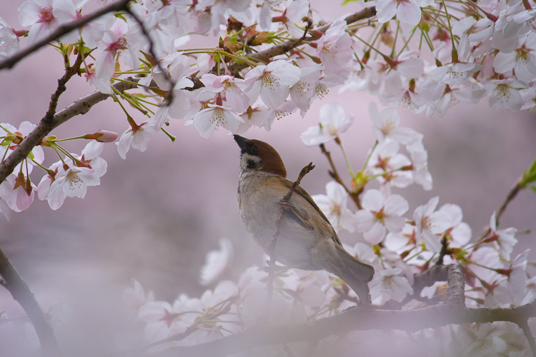桜の季節　（後編） _f0055239_21504257.jpg