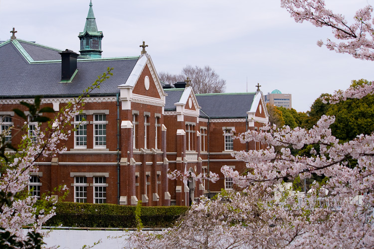 桜の季節　（後編） _f0055239_2153677.jpg