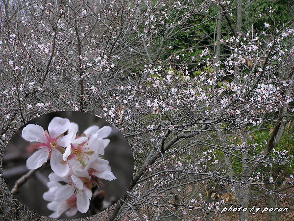 フユザクラ（冬桜）_c0137342_16203399.jpg