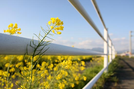 菜の花街道_f0159642_2223453.jpg