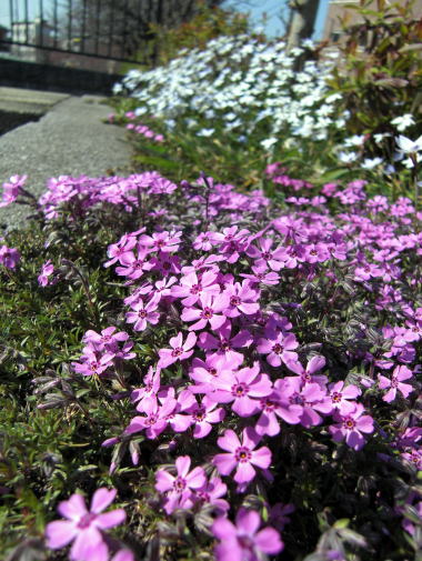 f0094843_0535571.jpg