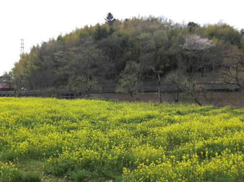 f0094843_1184817.jpg