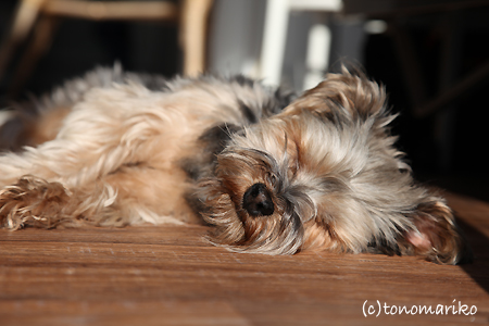 西日でzzz_c0024345_8521173.jpg