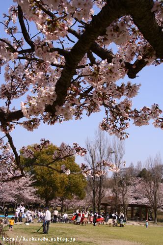 まだまだ桜_f0039446_163788.jpg