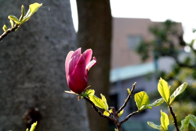 いろんな花たちに出会えた日_f0179947_19313535.jpg