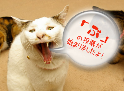 第7回「可愛い☆ぶさいく顔選手権」の投票が始まりました_a0028451_12421286.jpg