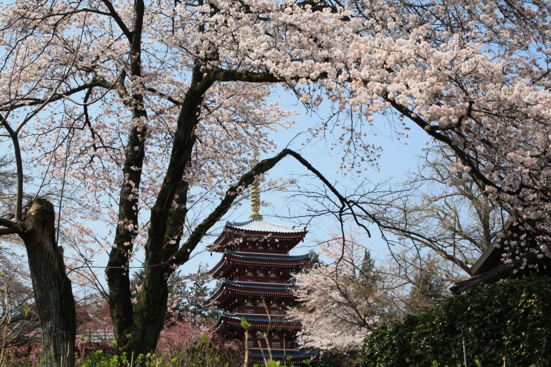 本土寺の桜(2009)_a0098451_15253393.jpg