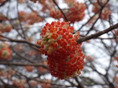 北の丸公園・科学技術館_e0158355_1135672.jpg