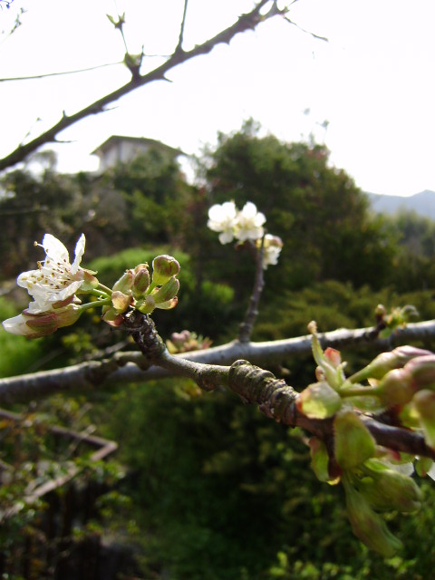桜が咲いた♪_f0184055_10432746.jpg