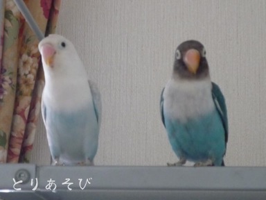 デート_e0147757_20514027.jpg
