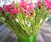 Eさん情報_b0164360_186231.jpg