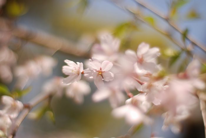 デジタルカメラ超入門　桜を撮る_e0053660_1991911.jpg